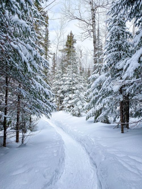 A snowy path winding through a forest of tall, snow-covered evergreen trees.