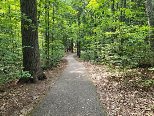 A winding path through a lush green forest, surrounded by tall trees and dappled sunlight.