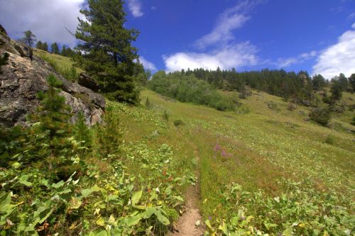 A scenic trail through a lush green meadow, surrounded by trees and under a bright blue sky with scattered clouds.