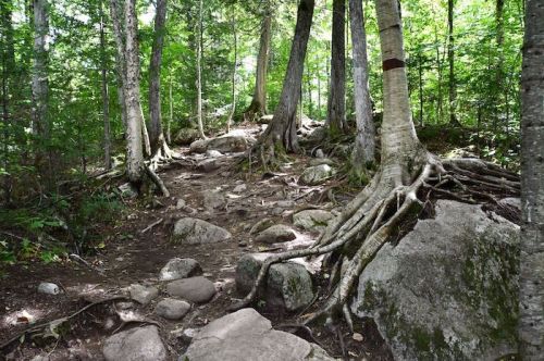 A rocky forest trail surrounded by trees with exposed roots and lush green foliage.
