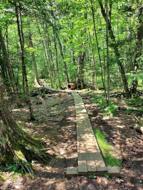 A wooden path leads through a lush green forest, surrounded by trees and dappled sunlight.