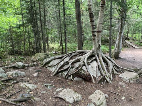 A tree with exposed roots growing over a large rock in a lush, green forest.