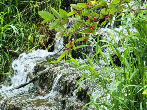 A small waterfall cascades over rocks, surrounded by lush green grass and vibrant red berries on nearby branches.