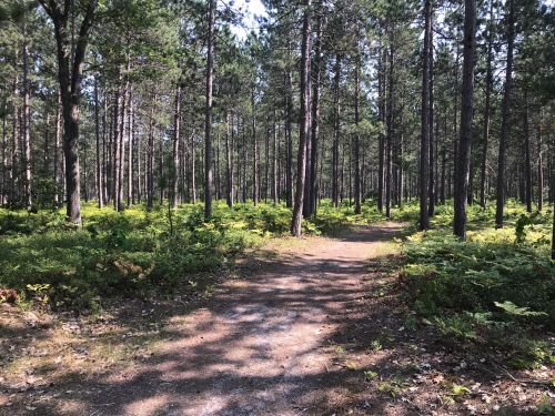 A sunlit forest path winding through tall trees and lush greenery.