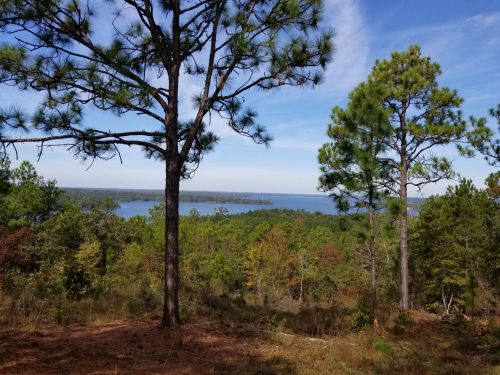 A scenic view of a lake surrounded by lush green trees under a clear blue sky.