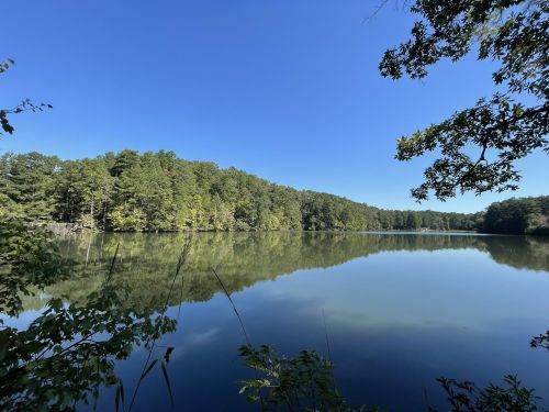 A serene lake surrounded by lush green trees under a clear blue sky, reflecting the landscape on its calm surface.