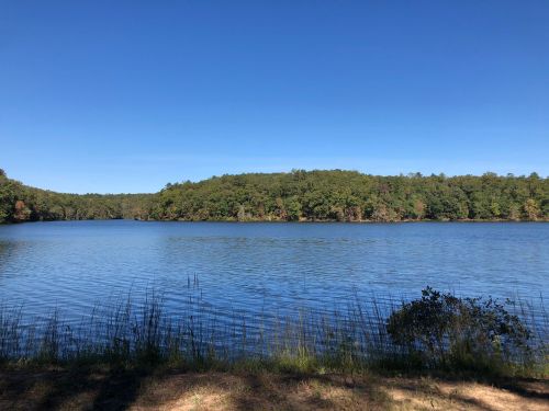 A serene lake surrounded by lush green trees under a clear blue sky.