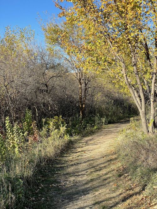 A winding dirt path surrounded by trees and shrubs, with autumn foliage under a clear blue sky.