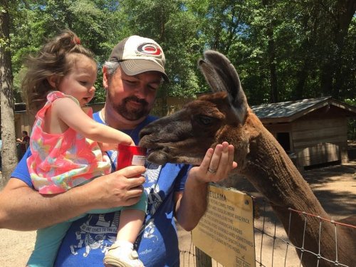 A man holds a cup for a llama while a young girl watches, both enjoying a sunny day at a petting zoo.