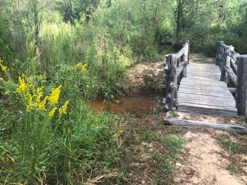 A wooden bridge over a small stream, surrounded by lush greenery and yellow wildflowers.
