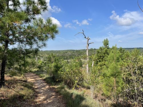 A scenic view of a forest trail surrounded by green trees and a clear blue sky with a few clouds.