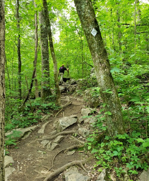 A hiker navigates a rocky trail surrounded by lush green trees and foliage.