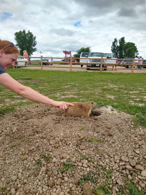 A person gently touches a groundhog near its burrow in a grassy area with vehicles in the background.