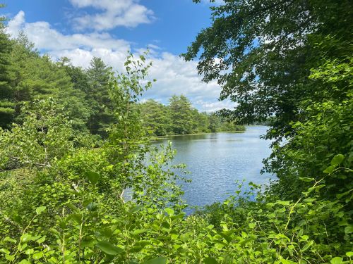 A serene lake surrounded by lush green trees under a bright blue sky with fluffy clouds.