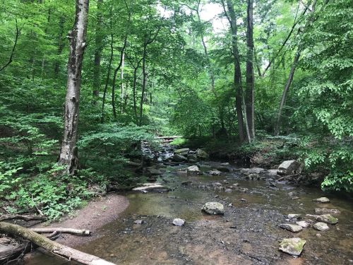 A serene forest scene featuring a small creek surrounded by lush green trees and rocky banks.
