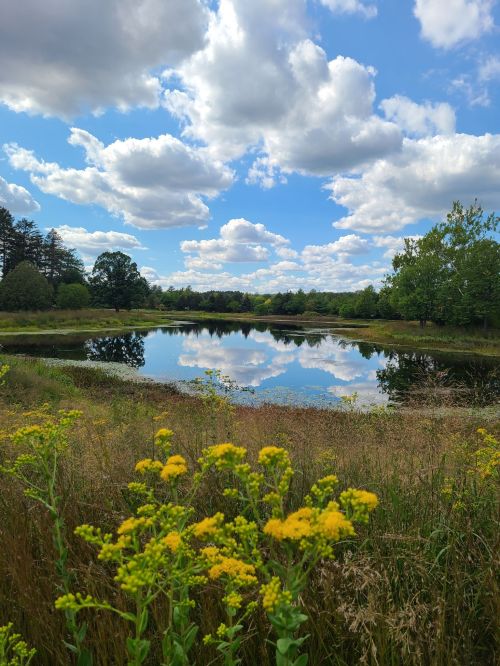 A serene landscape featuring a calm pond reflecting fluffy clouds and greenery, with yellow flowers in the foreground.