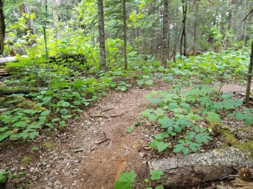A winding dirt path through a lush green forest, surrounded by trees and dense foliage.