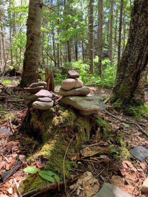 A small stack of stones on a mossy stump in a lush green forest, surrounded by trees and foliage.