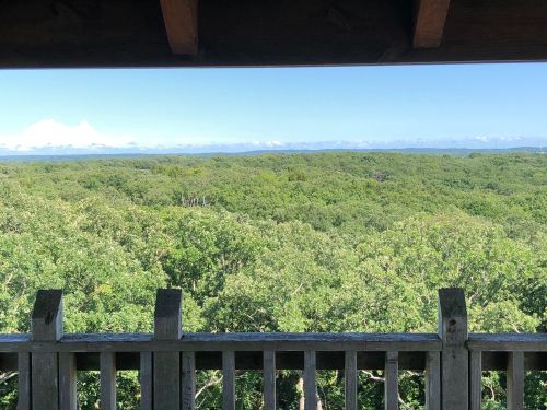 View from a wooden lookout, showcasing a lush green forest and distant mountains under a clear blue sky.