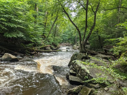 A serene river flows through a lush green forest, surrounded by rocks and trees.