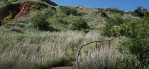 A winding path leads through tall grass and shrubs up a green hillside under a clear blue sky.