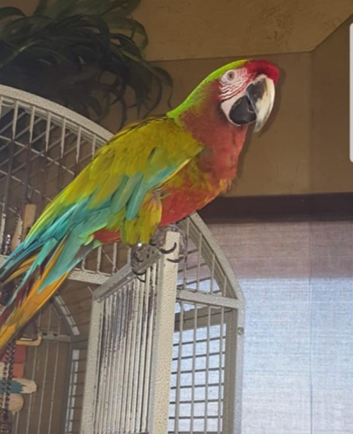 A colorful parrot with green, red, and blue feathers perched on a birdcage.