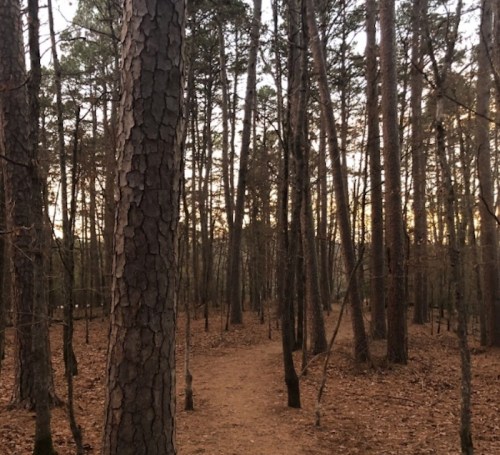 A serene forest path lined with tall trees, surrounded by fallen leaves and soft evening light.