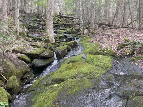 A serene forest scene featuring a small waterfall cascading over moss-covered rocks surrounded by trees.