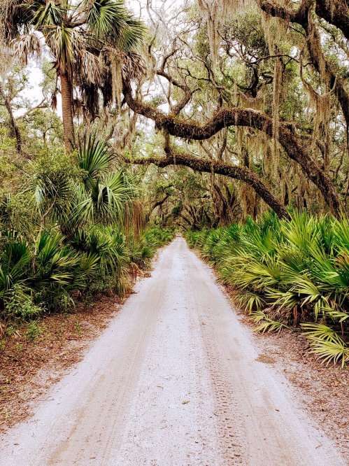A sandy path lined with lush greenery and trees draped in Spanish moss, creating a serene, natural setting.
