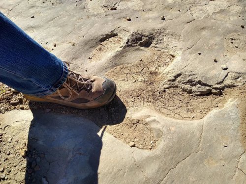 A hiking boot next to a large animal footprint on rocky terrain.