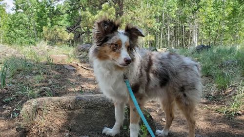 A fluffy dog with a merle coat stands on a trail surrounded by trees and greenery.