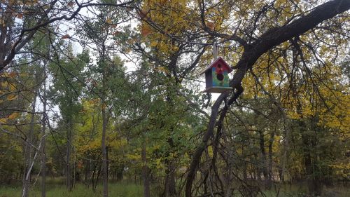 A colorful birdhouse hangs from a tree branch, surrounded by autumn foliage in a serene forest setting.
