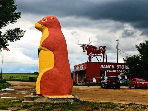 A large, colorful prairie dog statue stands in front of a ranch store with a cow sign and cloudy skies above.