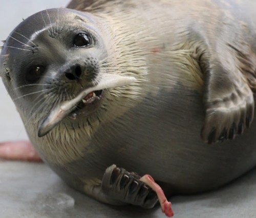 A close-up of a seal lying on its side, holding a fish in its mouth, with a playful expression.