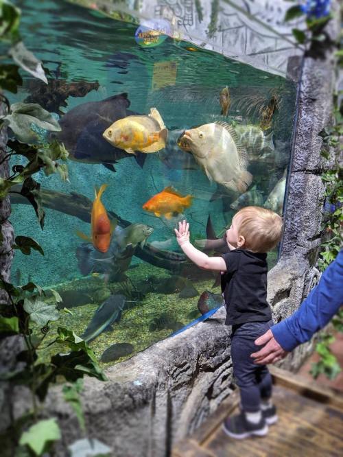 A child reaches out to a large aquarium filled with colorful fish, while an adult gently supports them from behind.