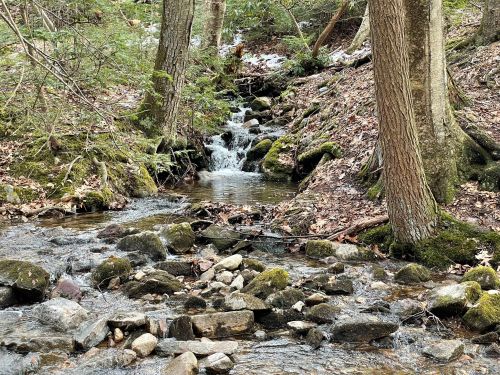 A serene forest scene featuring a small stream flowing over rocks, surrounded by trees and mossy ground.