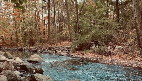 A serene stream flows through a forest with autumn foliage, surrounded by rocks and trees.