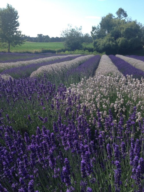 A vibrant field of lavender with rows of purple and white flowers under a clear blue sky and green trees in the background.