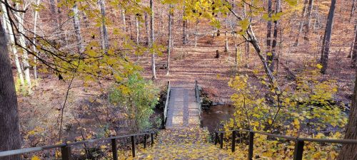A wooden bridge crosses a stream, surrounded by autumn foliage and trees in a peaceful forest setting.