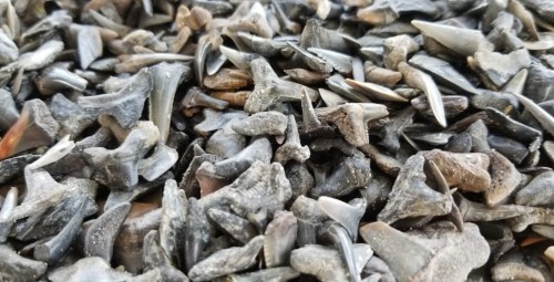 A close-up view of a pile of various shark teeth, showcasing their different shapes and sizes.
