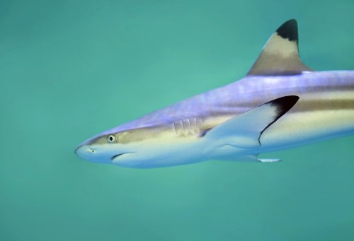 A sleek shark swimming gracefully through clear turquoise water.