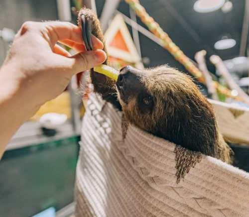 A sloth reaching for a piece of food while being gently held in a cozy blanket.