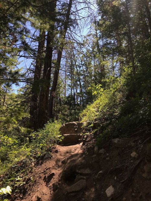 A sunlit forest path winding through tall trees and lush greenery, with a rocky section along the trail.