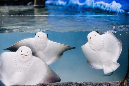 Three stingrays swimming gracefully in clear water, with a blue wave mural in the background.