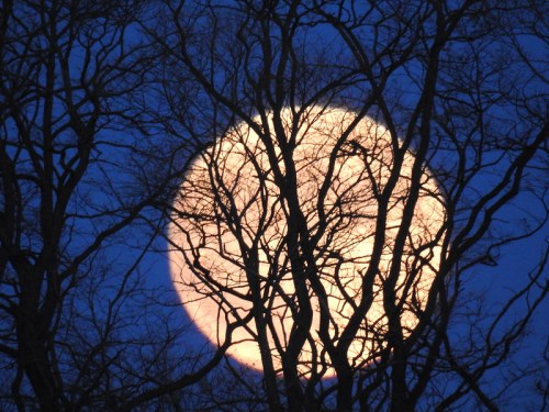 A large, glowing moon peeks through bare tree branches against a deep blue sky.