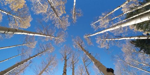 Looking up at tall trees with bare branches against a clear blue sky.