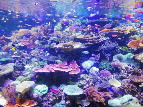 A vibrant underwater scene featuring colorful coral reefs and various tropical fish swimming among them.