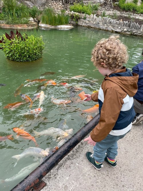 A child with curly hair feeds colorful koi fish in a pond surrounded by greenery.
