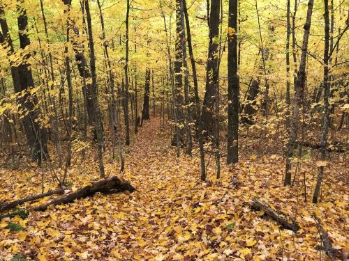 A serene forest path covered in vibrant yellow and orange autumn leaves, surrounded by tall trees.