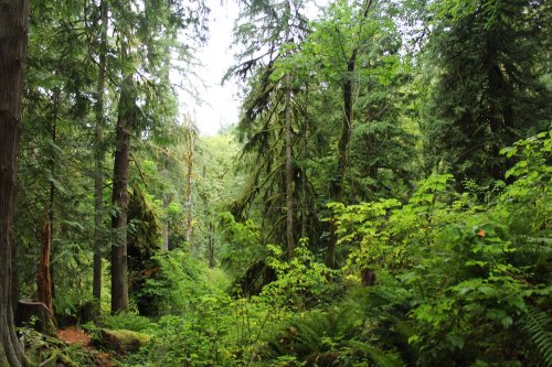 Lush green forest with tall trees and dense foliage, creating a serene and tranquil natural environment.